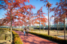 증평 안자산공원, 단풍 인기몰이