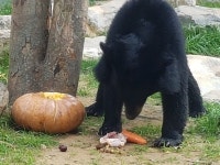 청주시, 반달가슴곰 등 멸종위기종 사육환경 개선