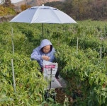 단양군, 농업기술센터 시범·보조사업 접수