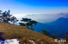 렌즈세상 - 겨울소나무