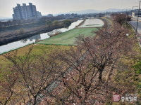 세종시 최대 벚꽃길의 꽃은 피어나는데…