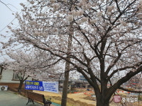 세종 조천변 벚꽃 구경은 내년에 하세요