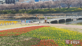 애물단지 전락한 청주 무심천변 튤립정원