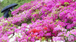 농부마음 달래는 봄비