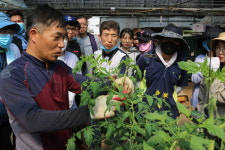 충북도립대, 코로나19 극복 농촌 일손 돕기 봉사