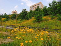 세종과학예술영재학교 주변에 핀 노란 꽃들