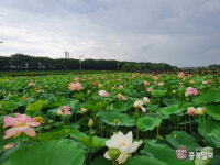 세종시 조천에 활짝 핀 연꽃…올해 꽃축제는 취소될 듯