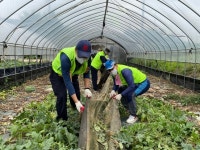 농협 농신보, 수박농가 수해복구