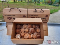 전국 최초 옥천 황토토굴표고버섯 인기몰이