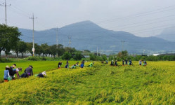 옥천군, 태풍 피해 복구 농촌일손돕기 전개