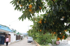 감 고을 영동의 가을