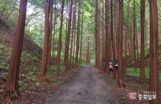 렌즈세상 - 화인산림욕장 숲길