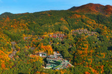 숲속 리조트로 떠나는 언택트 가을 힐링여행