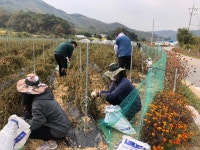 음성읍 행정복지센터, 가을철 농촌 일손 돕기