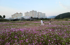보은군 보청천 둔치 코스모스…가을정취 물씬
