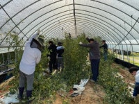 음성군 공무원 대소면 방울토마토 농가 일손 지원