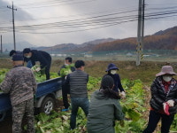 충북도 자치행정과, 김장용 배추 수확 거들어