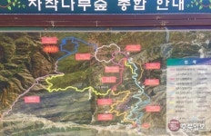 충북일보 클린마운틴 특별답사 - 강원도 인제 원대리 자작나무숲