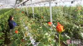 코로나에 한파까지… 시들어가는 충북 화훼농가