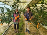 한반도의 중심, 과일의 고장 충북 영동에서도 천혜향이