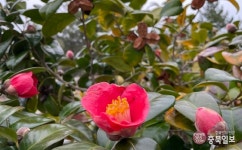 렌즈세상 - 완도의 봄, 동백꽃