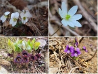 소백산국립공원 남천야영장, 봄꽃 만개