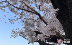 렌즈세상 - 무심천 벚꽃감상