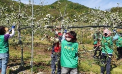 보은읍새마을부녀회 사과적화 일손봉사