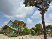 국립세종도서관의 이팝나무꽃과 뭉게구름