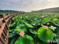 세종 조천에 예쁘게 핀 연꽃…하지만 축제는 올해도 안 열린다