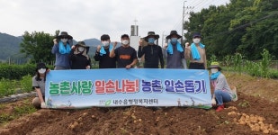 청주시 내수읍 행정복지센터 감자밭 일손돕기