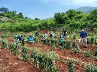 단양 매포읍새마을지도자협의회, 마늘수확 일손 돕기 훈훈