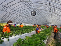 청주서부소방서 의용소방대, 농가 일손돕기 나서