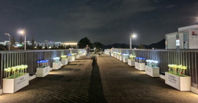 세종시청 주변을 아름답게 만드는 손글씨 화분들