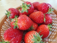 따뜻한 봄날씨, 달콤한 봄딸기 즐기세요
