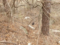 음성 야산에 개 사체 버린 동물병원 직원 조사