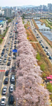 하늘에서 본 청주 무심천 벚꽃 길