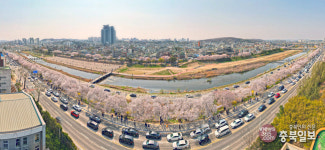 하늘에서 본 청주 무심천 벚꽃 길