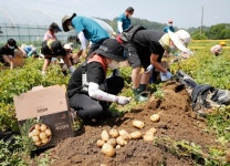 괴산 감물감자축제, 다음 달 17~18일 이틀간 개최