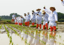 음성  삼성면 덕정2리, 풍년농사 기원 손모내기 행사