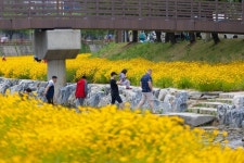 제천시SNS서포터즈 - 하소천 금계국