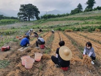 단양 단성면, 마늘 농가 일손 돕기 추진
