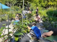 영동 심천초등학교, 학교 안 자신의 텃밭에서 수확 기쁨