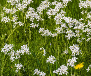 아침을 여는 詩 - 치자꽃