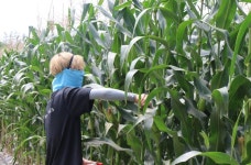 충북대 신품종 찰옥수수 개발 첫선