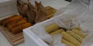 충북대 신품종 찰옥수수 개발 첫선