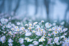 아침을 여는 詩 - 들국화가 지금 막 피어나려 해