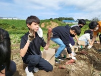충주 용원초, 고구마 캐기 체험행사