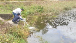 충주시, 버들붕어 방류로 생태계 복원 앞장