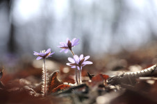 아침을 여는 詩 - 들꽃 한 송이